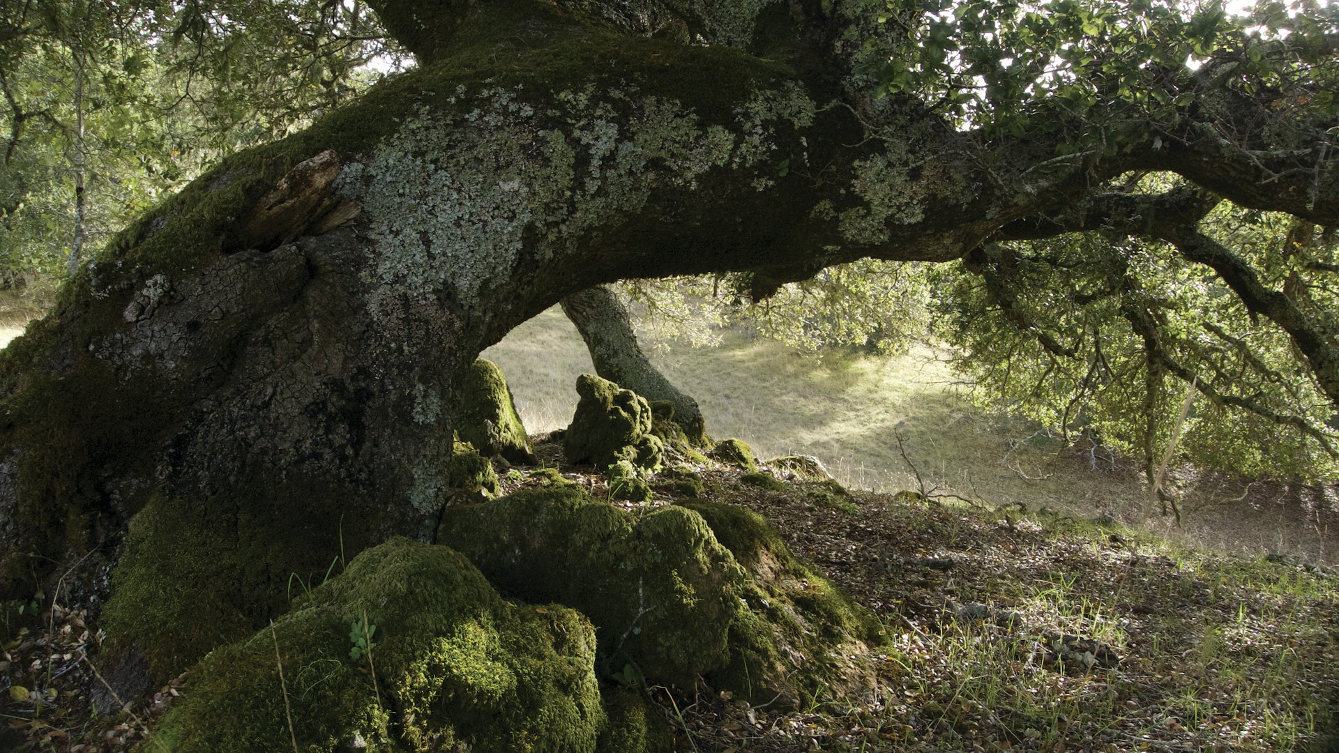 trummeditation trumresa trumma shaman